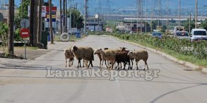 Λαμία εθνική οδός πρόβατα