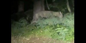 Λιοντάρι εθεάθη να κυκλοφορεί ελεύθερο στο νότιο Βερολίνο