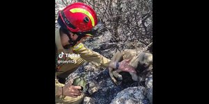 Συγκινητική στιγμή που σκυλάκια πίνουν νερό από τα χέρια πυροσβέστη
