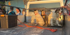 Ζώα που κινδύνεψαν