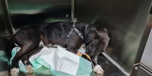 σκυλί κακοποίηση Κρήτη κτηνίατρος tie wrap