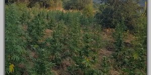 φυτεία χασίς κάνναβη Τύρναβος