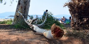 Το μεγάλο κλωνάρι που έπεσε και τραυμάτισε τον τουρίστα