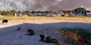 Εκκενώθηκε με ασφάλεια το Καταφύγιο Αδέσποτων Ζώων Δήμου Αλεξανδρούπολης