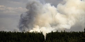 δασος καπνοι 