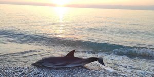 Λάρισα: Θλιβερή εικόνα -Δελφίνι ξεβράστηκε νεκρό στην παραλία Βελίκα