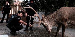 Αστυνομικός προσπαθεί να ταΐσει ελάφι στο Μενίδι