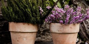 Εντομοαπωθητικό φυτά με τέλειο άρωμα, Φωτογραφία: unsplash/@by_abigailkelly