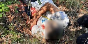 Αγρια επίθεση αρκούδας σε άνδρα στα Τρίκαλα