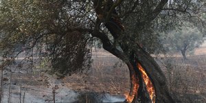 Φωτιά στον Έβρο