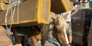 Γαιδούρια στην ύδρα