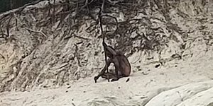 Μυστηριώδης γυμνός άνδρας εντοπίστηκε σε δάσος στη Γερμανία