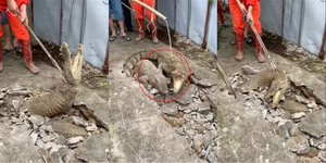 Η στιγμή που οι κροκόδειλοι ξεπετάγονται από το ραγισμένο πεζοδρόμιο σε χωριό στην Ινδία