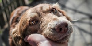 Διαστάσεις μάστιγας έχουν πάρει τα περιστατικά κακοποίησης ζώων στην Ελλάδα