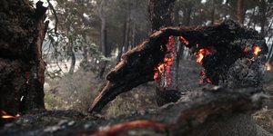 κορμοι καρβουνα 