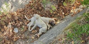 Πέταξε δύο κουτάβια στη μέση του δρόμου στη Χαλκιδική και τα πάτησαν αυτοκίνητα