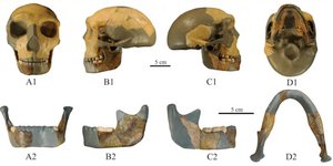 Το κρανίου του άγνωστου ανθρωποειδούς, που εντοπίστηκε κοντά στον ποταμό Γιανγκτσέ της Κίνας