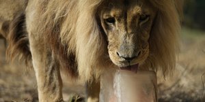 Λιοντάρι στο Αττικό Πάρκο τρώει το φαγητό του μέσα σε πάγο