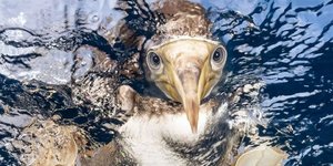 ματια ραμφος νερο 