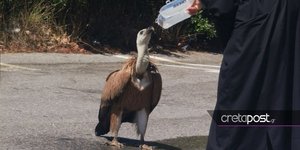 Εξαντλημένο από τη ζέστη όρνιο πίνει νερό από τα χέρια ιερέα στον Άγιο Νικόλαο / Φωτογραφία: cretapost.gr