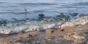 Επίθεση σκύλων σε αγοράκι στη Ρωσία