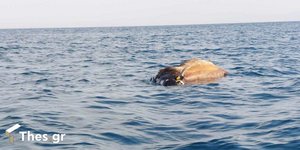 Νεκρή αγελάδα στον Θερμαϊκό κόλπο