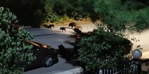 Θεσσαλονίκη Αγριογούρουνα