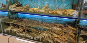 Αστακοί σε δεξαμενή εστιατορίου