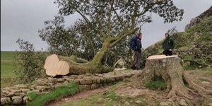 To δέντρο Sycamore Gap μετά την κοπή του με αλυσοπρίονο από βάνδαλους