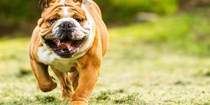 Μπουλντόγκ