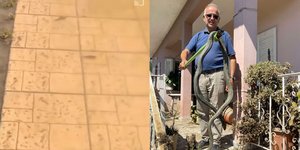 Ψάρια στα πεζοδρόμια της Λάρισας, Φίδι 2,5 μέτρων στον Παλαμά