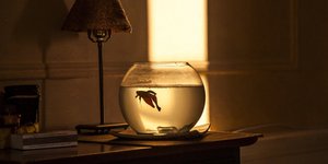 Μπολ με ψάρι