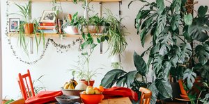 5 φυτά που λειτουργούν ως φυσικοί αφυγραντήρες, Φωτογραφία: unsplash/@brina_blum