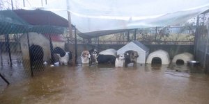 Έκκληση για βοήθεια από τον Φιλοζωικό Όμιλο Καρδίτσας