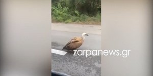 Ένας γύπας κατεγράφη να… βολτάρει στον ΒΟΑΚ