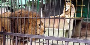 Λιοντάρια στο Tohoku Safari Park της περιφέρειας Φουκουσίμα της Ιαπωνίας