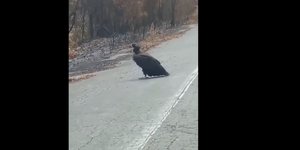 Δάσος Δαδιάς μαυρογύπας