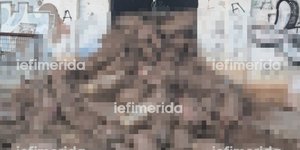 Νεκρά πρόβατα από τις πλημμύρες στην Καρδίτσα