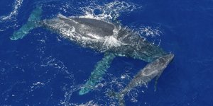 Φάλαινα στον ωκεανό 