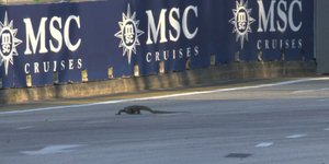Σαύρα στη πίστα της Formula 1