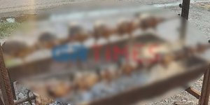 Σκαντζόχοιρος Σούβλισμα Θεσσαλονίκη