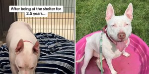 Μετά από 900 ημέρες σε καταφύγιο, ο Swayzee, ένας κωφός σκύλος υιοθετήθηκε