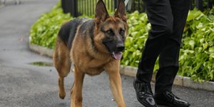 O σκύλος ονόματι Commander του Τζο Μπάιντεν