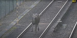 Τάρανδος μπήκε σε γραμμή του μετρό στη Στοκχόλμη