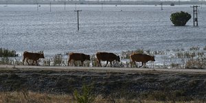 τεσσερα βουβαλια σε λιμνη 