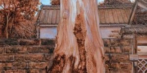 κορμος δεντρου ξεριζωμενος 