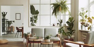 σαλόνι σπιτιού με φυτά