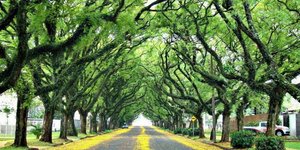 Πράσινη λεωφόρος