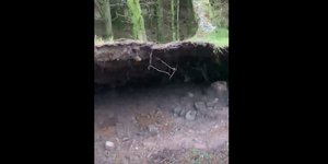 Ο δυνατός αέρας στη Σκωτία σήκωσε το έδαφος δάσους