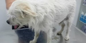 Ο σκύλος που κακοποιήθηκε στην Άνδρο